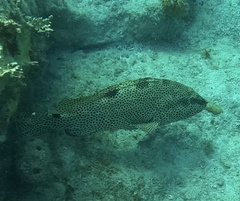 Epinephelus adscensionis