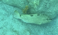 Epinephelus adscensionis