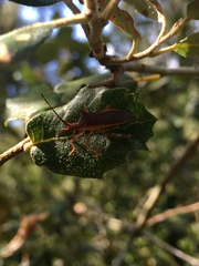 Gonocerus insidiator