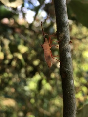 Gonocerus insidiator