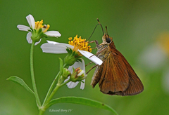 Euphyes dukesi calhouni