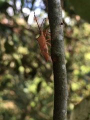 Gonocerus insidiator