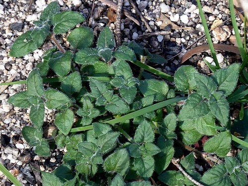 Image of Opercularia hispida by (c) Max Campbell, some rights reserved (CC BY)