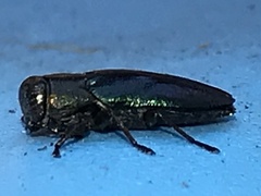 Chrysobothris analis