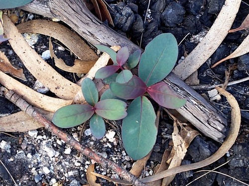 Image of Eucalyptus stenostoma by (c) Max Campbell, some rights reserved (CC BY)