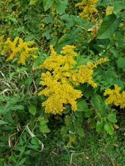 Solidago
