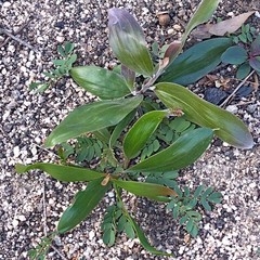 Georgensis Wattle (Acacia georgensis)