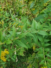 Solidago