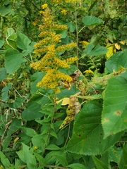 Solidago