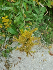 Solidago
