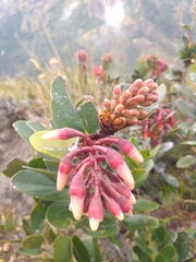 Macleania loeseneriana