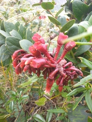 Macleania loeseneriana