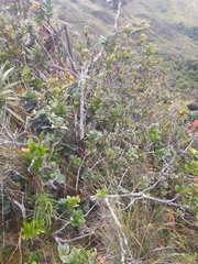 Macleania loeseneriana