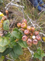Macleania loeseneriana