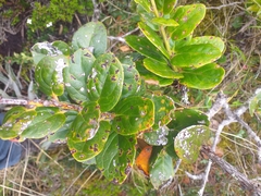 Macleania loeseneriana