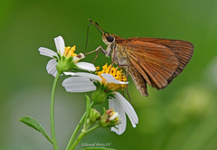 Euphyes dukesi calhouni