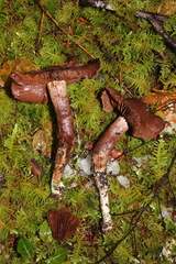 Cortinarius cacaocolor
