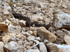 Vipera aspis hugyi