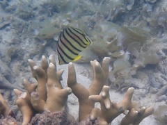 Chaetodon octofasciatus