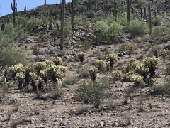Cylindropuntia bigelovii