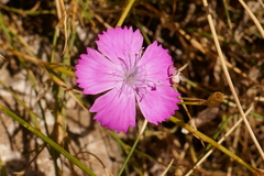 Dianthus graniticus