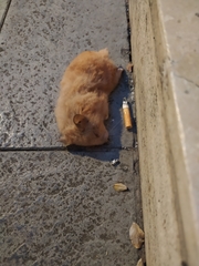 Mesocricetus auratus