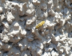 Chlorophorus glabromaculatus