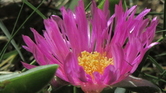 Carpobrotus glaucescens