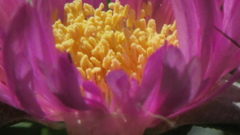 Carpobrotus glaucescens