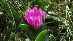 Carpobrotus glaucescens