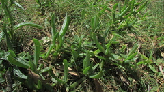 Carpobrotus glaucescens