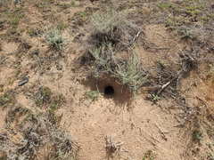 Spermophilus pygmaeus