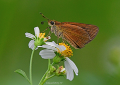 Euphyes dukesi calhouni