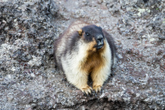 Marmota camtschatica