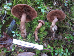 Cortinarius cacaocolor