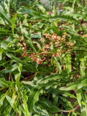 Rumex pallidus