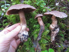 Cortinarius cacaocolor