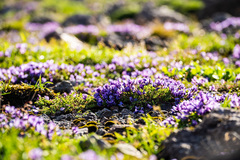Oxytropis kamtschatica