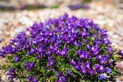Oxytropis kamtschatica