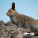 Mountain Hare - Photo (c) Евгений Егорейченков, some rights reserved (CC BY), uploaded by Евгений Егорейченков
