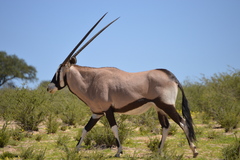 Oryx gazella