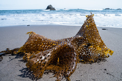 Thalassiophyllum clathrus