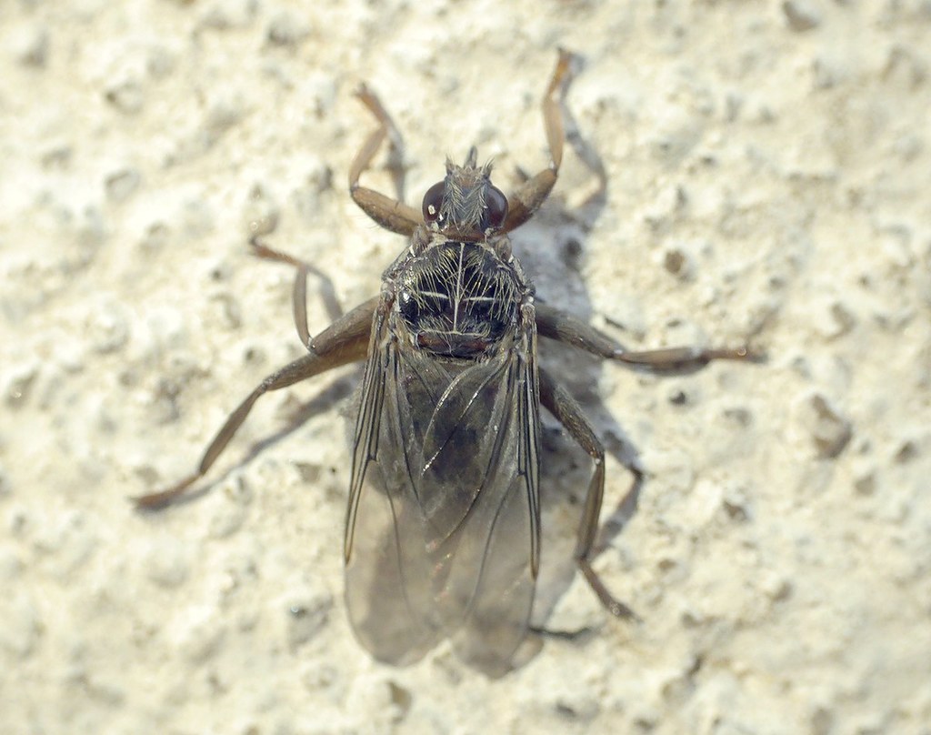 Louse fly