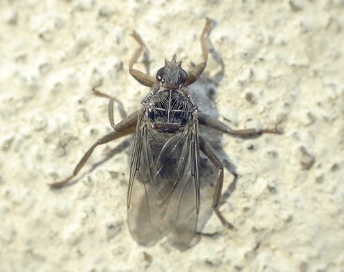Louse fly