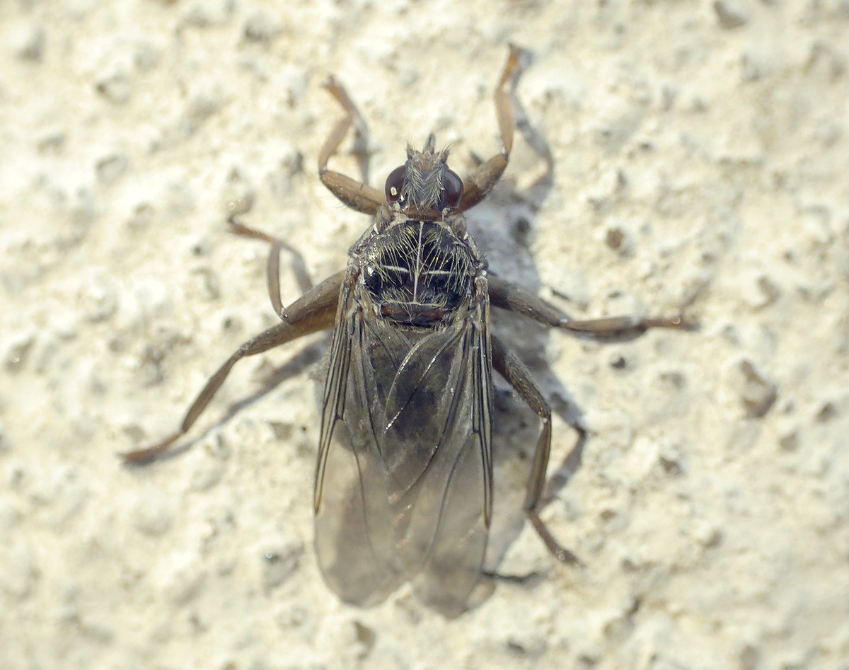 Mosca-do-pombo (Pseudolynchia canariensis) · BioDiversity4All, image size:1200x947