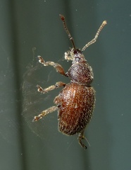 Otiorhynchus indefinitus