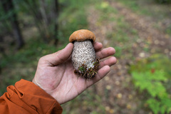 Leccinum