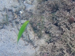 Halichoeres chloropterus