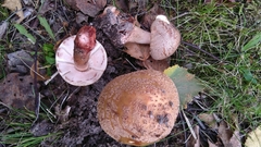 Amanita