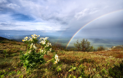 Anemonastrum biarmiense